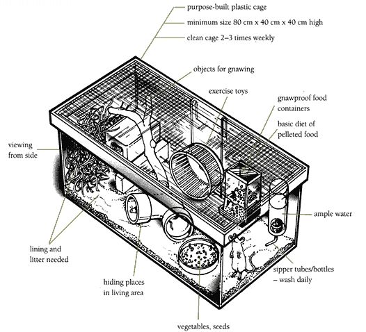 Rat cage diagram